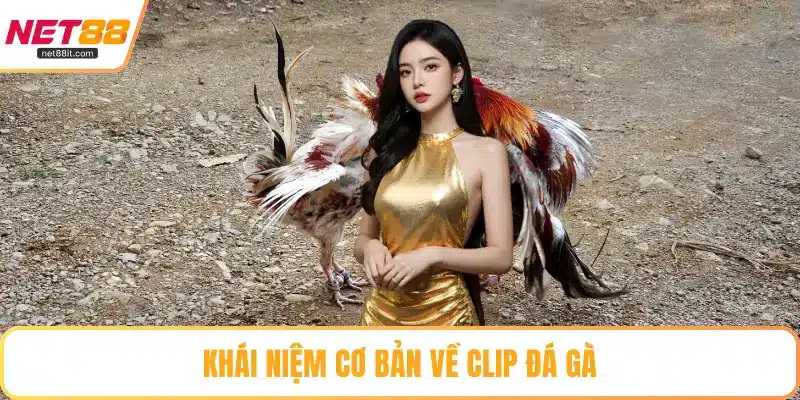 Khái niệm cơ bản về clip đá gà