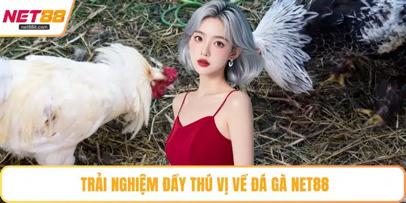 Trải nghiệm đầy thú vị về đá gà NET88