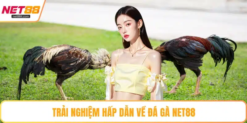 Trải nghiệm hấp dẫn về đá gà NET88